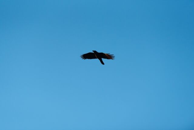 日本郵便「カラスが郵便物をくわえて飛び去った」