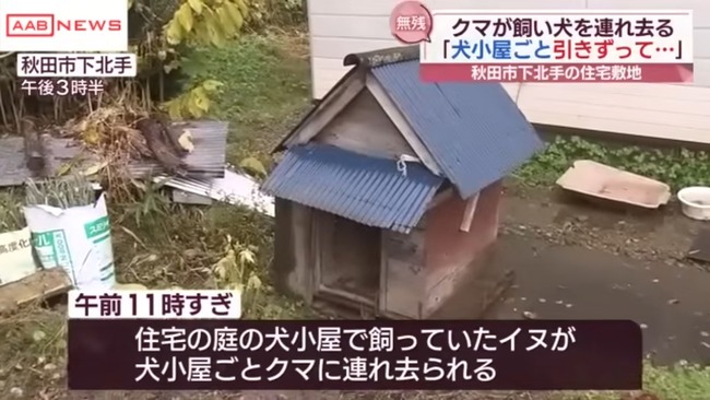 【悲報】秋田市で飼い犬が犬小屋ごとクマに連れ去られる