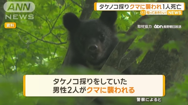 タケノコ採りをしていた2人、クマに襲われ1人が死亡