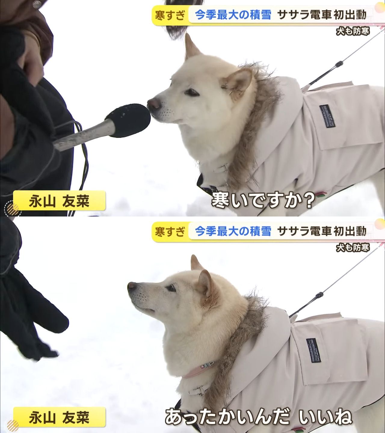 「あったかいんだ　いいね」の犬からもう1年ってマジ？？？