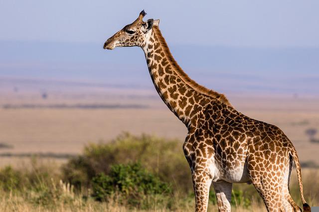 giraffe-gc9c698eaf_640