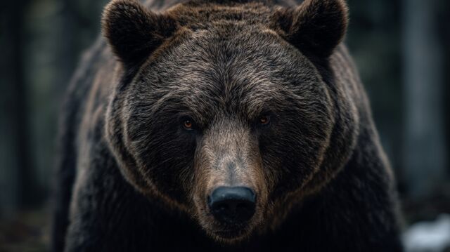 【速報】秋田県さん、出動8000円＋歩合制クマ1匹1万円でハンターさん募集