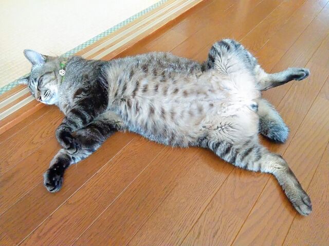 【????】ネコの腎臓病新薬、治験終了　早ければ年内にも実用化へ