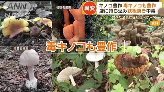 千葉県内の公園でキノコ観察会、キノコが豊作で毒キノコも豊作