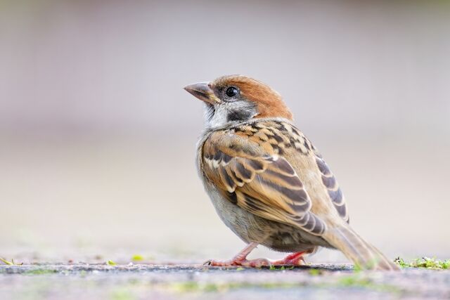 3大マジで見なくなったもの「腰曲がった婆さん」「スズメ」