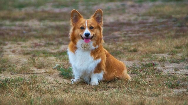 welschcorgi-3593486_640