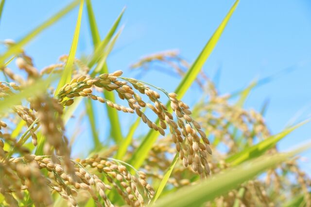 農水省、米の減反政策を事実上の法定化へ