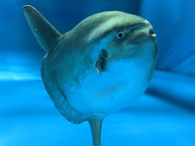 【悲報】マンボウ、1匹98円で売られて死亡????