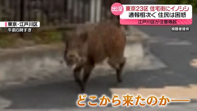 【注意】江戸川区でイノシシの目撃が相次いでいる模様