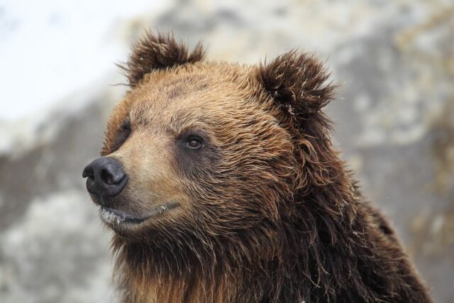 クマさんって人間食って美味いんか？