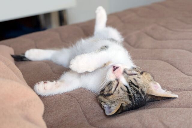 人類「猫可愛いな…育てたろ！」