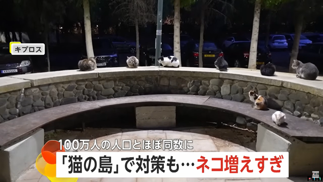 【悲報】「猫の島」キプロス、猫が急増し人口100万人とほぼ同数に