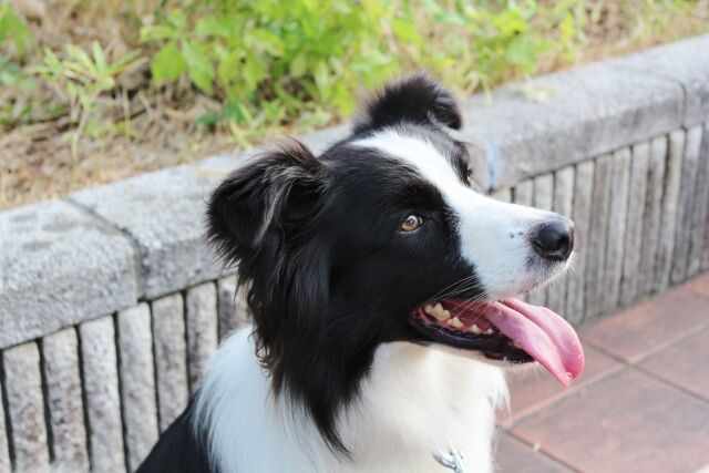 ボーダーコリーとかいう頭脳S速さA性格Aの神に愛された犬種