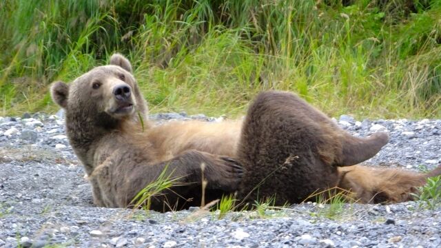 ヒグマ、仮面ライダーより強かったｗｗｗｗｗｗｗｗｗｗｗｗ