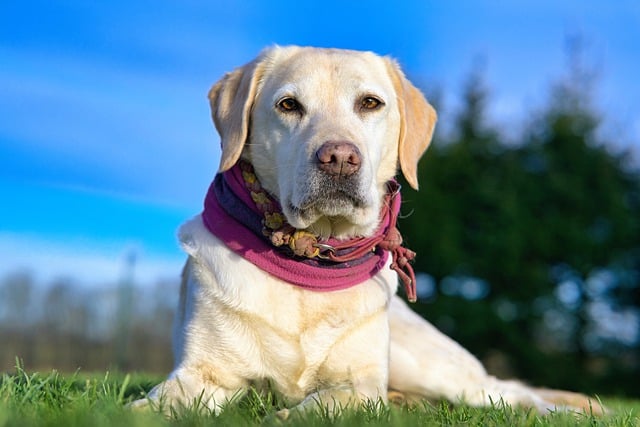 dog-7681565_640