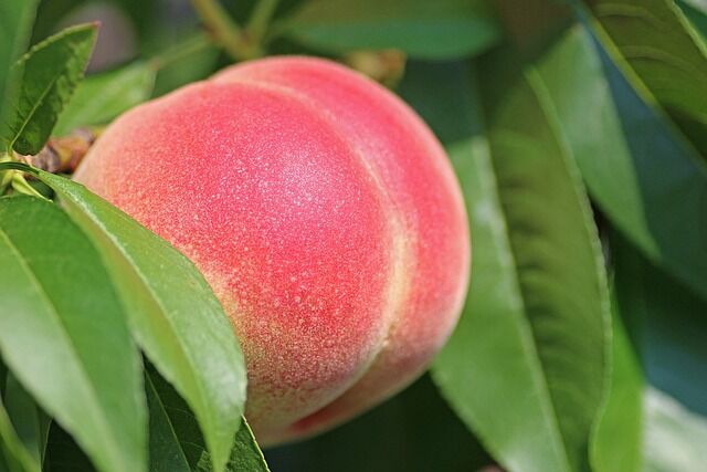 peach-g809e19282_640
