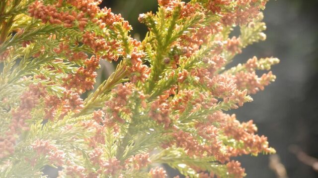 【悲報】 花粉、過去最高のペースで飛散中！！