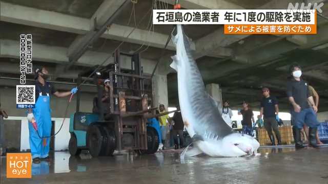 沖縄でサメ駆除始まる　500kg以上の巨大イタチザメ揚がる