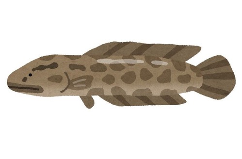 ライギョって食えるのか……