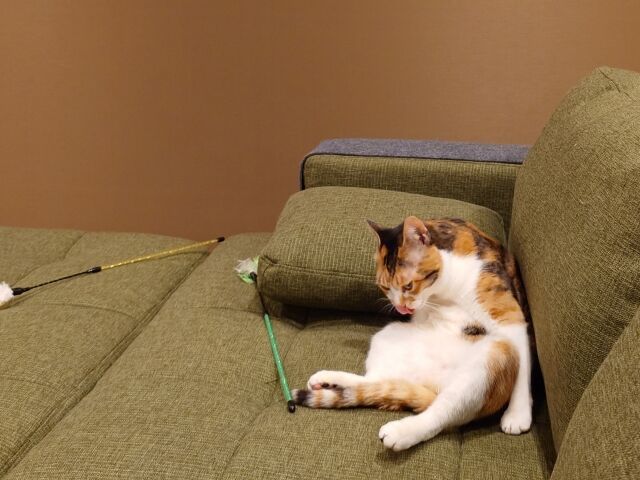 SNSにおけるイチャモン問題、猫飼いも苦労している模様