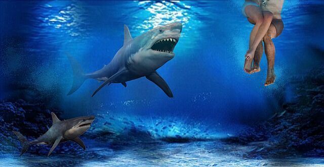 sharks-5656912_640