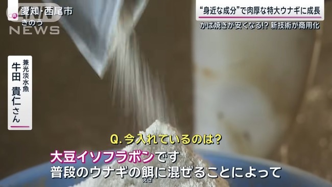 【朗報】 エサに大豆イソフラボンを混ぜられたウナギさん、メスになる