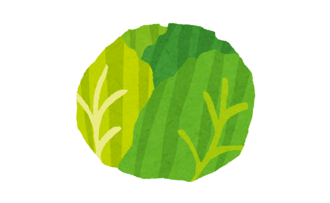 【画像】どちらが春キャベツでしょうか