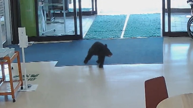 【悲報】クマ、村役場の正面自動ドアから侵入