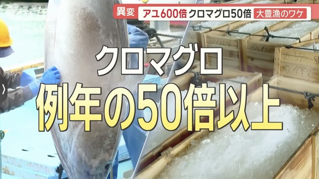 【朗報】アユ600倍、マグロ50倍の大豊漁！！関係者「豊漁すぎて困るレベル」