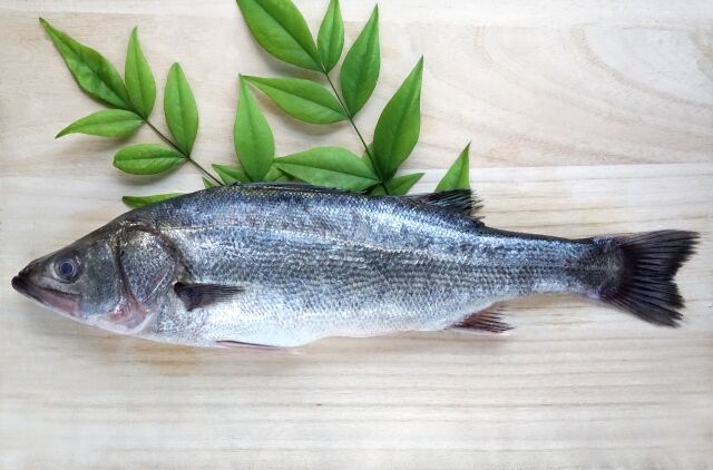 【悲報】魚類最大のグループ「スズキ目」から『スズキ』が脱退か