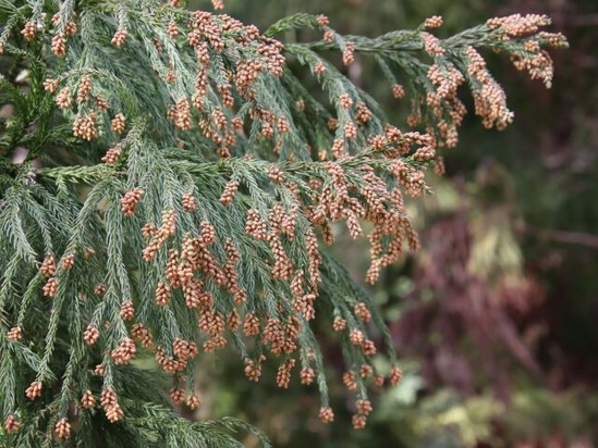【朗報】スギ花粉、ピークアウトか