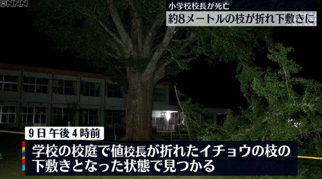 鹿児島県･高岡小学校の校庭に生えている樹齢160年の大イチョウの枝の下敷きになった校長が死亡