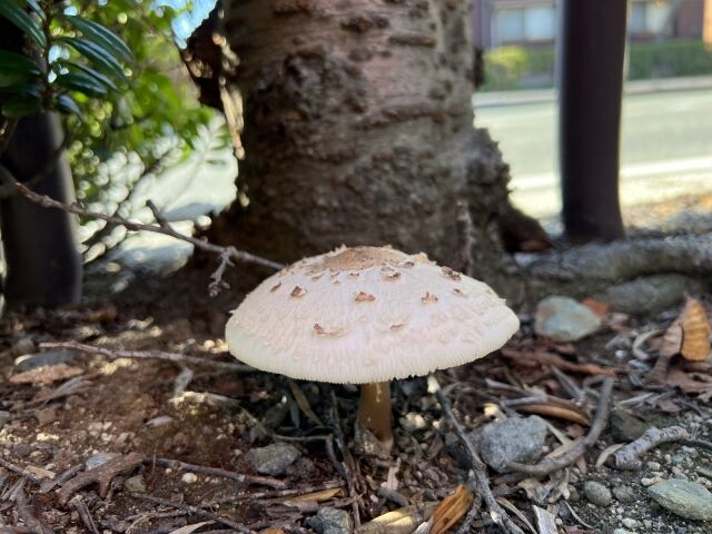 河川敷に生えてた毒キノコをその場で生のまま食べた5歳と11歳の児童が中毒