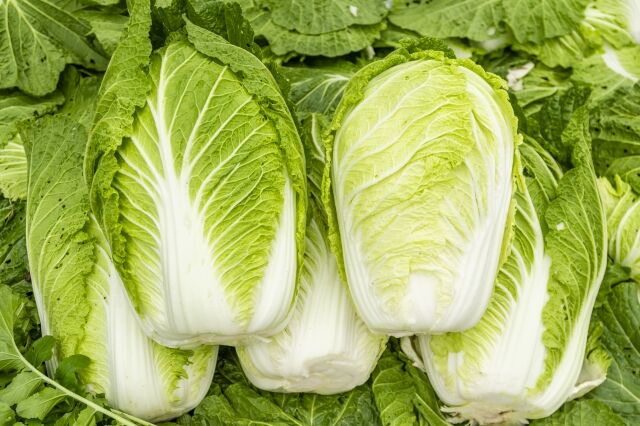 冬の白菜とか大したことないだろ