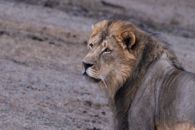 サバンナにいるライオンなどの肉食獣は何で人間には全く襲わないん？