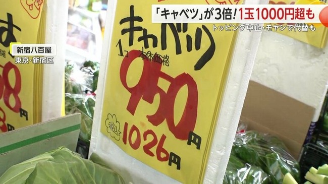 【悲報】春キャベツの価格が1玉1000円超　ラーメン店はトッピングを中止、お好み焼き店はもやしでカサ増し