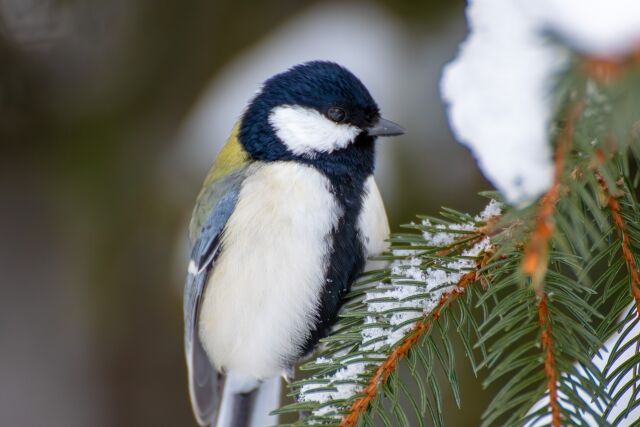 【悲報】かわいい小鳥のシジュウカラさん、冬になると小動物の頭カチ割って脳みそを食うらしい