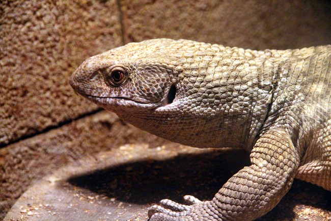 steppe-lizard-3530400_1280