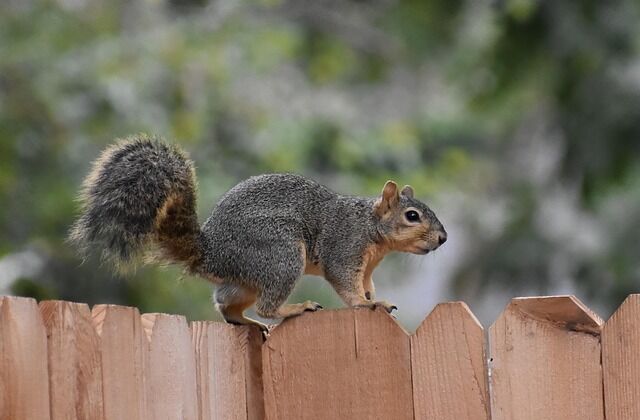 fox-squirrel-8320423_640