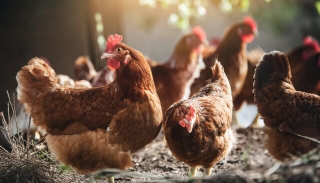 カンボジア国籍の男たち、養鶏場から銅線ケーブルを盗む → 敷地内のエアコンが止まりニワトリ十数万羽が死ぬ