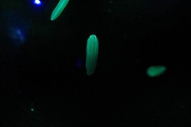 深海で「プラスチックを分解する細菌」が進化している模様