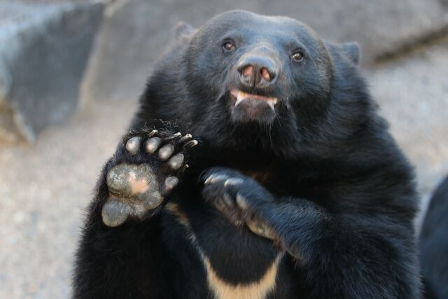 【画像】岐阜市、クマVS不審者みたいになる