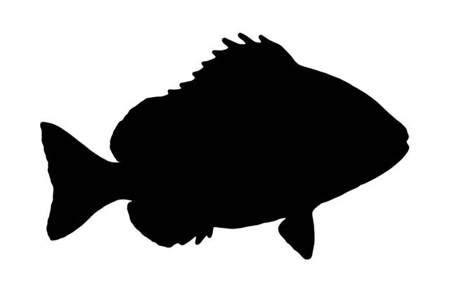 速報 光を99 5 吸収する 世界一黒い魚 が発見される たぬきニュース