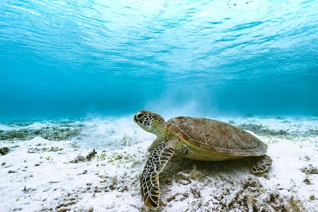 green-turtle-g1adb1b781_640