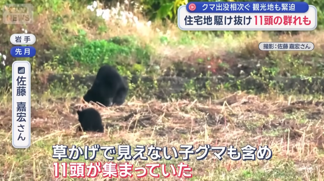 【悲報】 クマ、畑に11頭現る