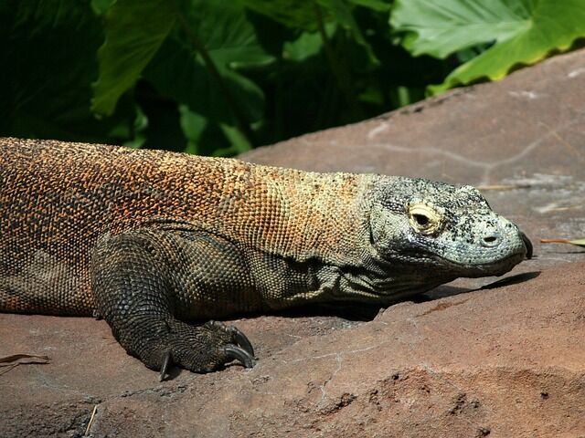 komodo-dragon-58395_640