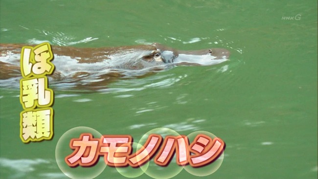 カモノハシ、さらに謎が深まる