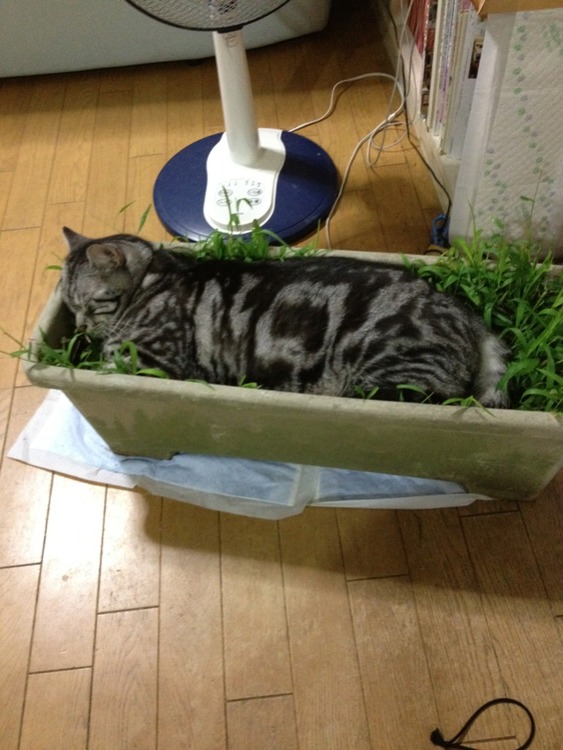 agpiZWViZWUyc2VlchULEgxJbWFnZUFuZFRleHQYyfX5Bgw