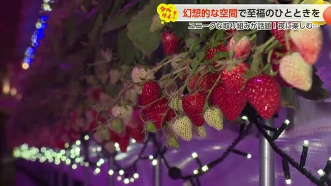 「ナイトイチゴ狩り」が人気らしいぞ
