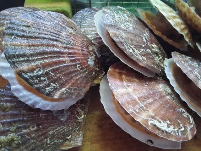 【急募】 ふるさと納税おすすめ返礼品 【ホタテNG】